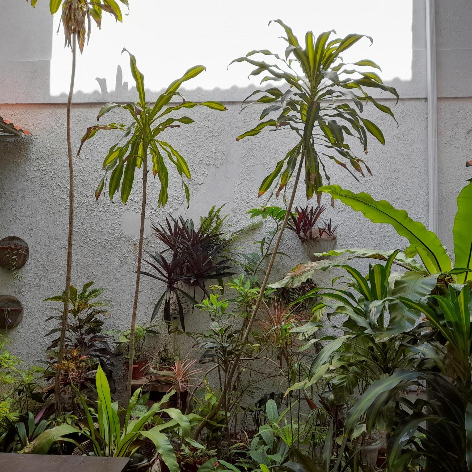 Shoba Traveller'S Tree Homes Stay Galle Kültér fotó